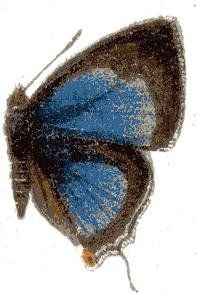 <i>Pilodeudorix bemba</i> Species of butterfly