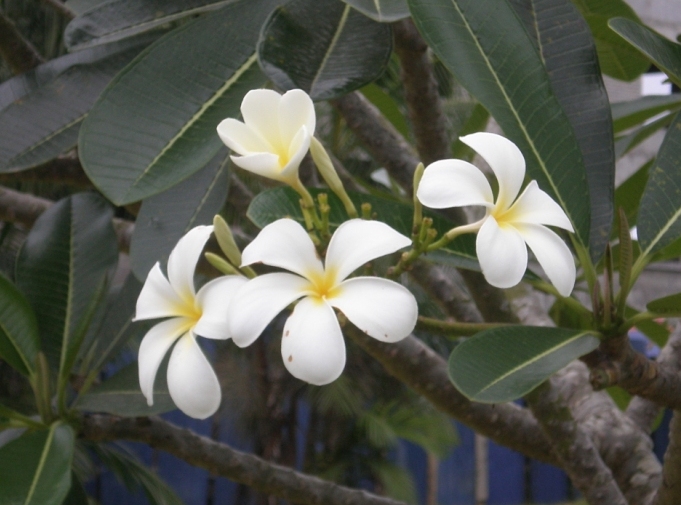 File:Plumeria obtusa (Flowers).JPG