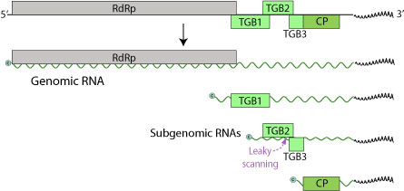 Potexvirus genome replication and mRNA synthesis, displaying the RdRp, TGBp1/2/3, and coat proteins. Potexvirus genome.jpg