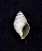 <i>Propebela arctica</i> species of mollusc