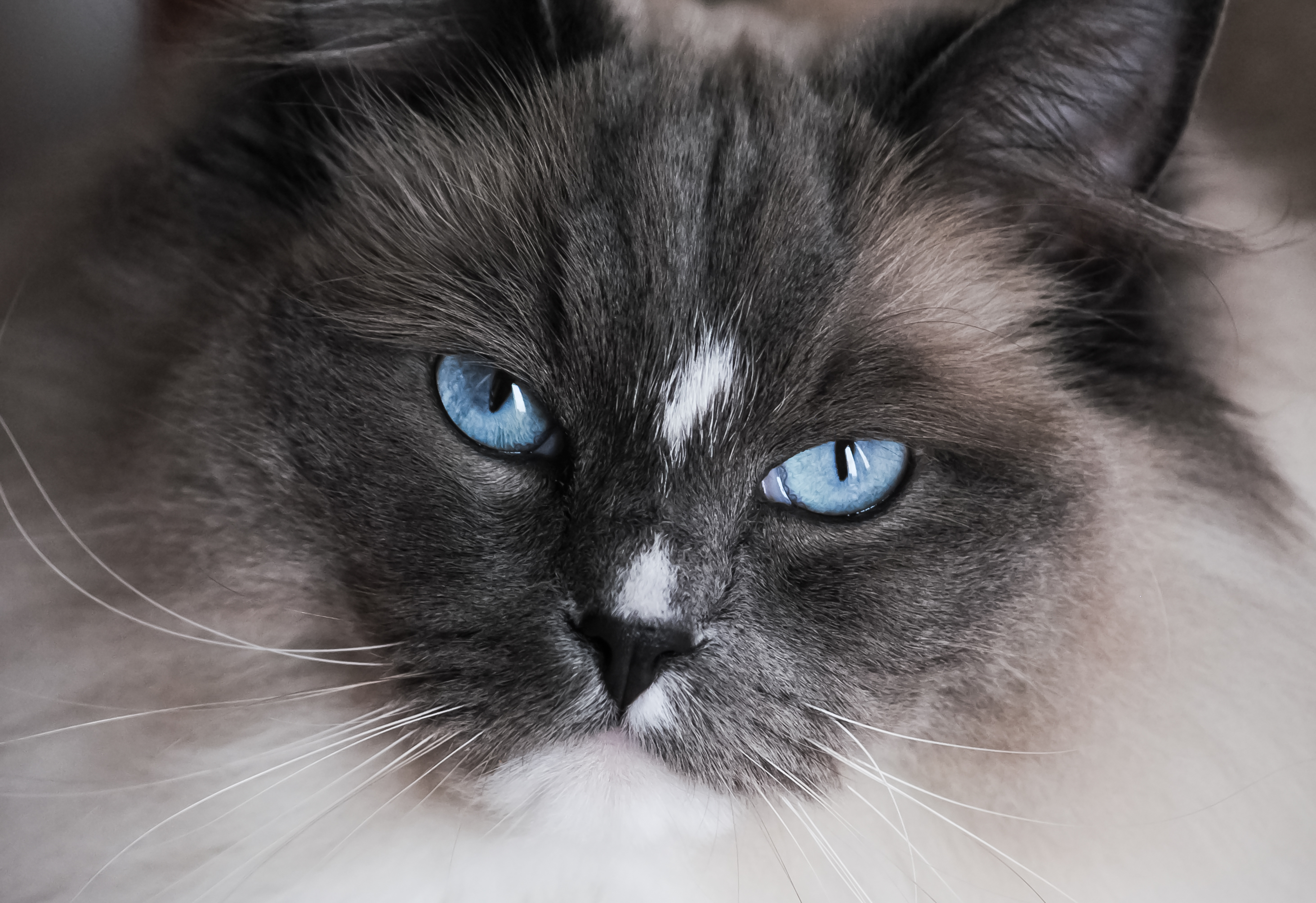 ragdoll eyes