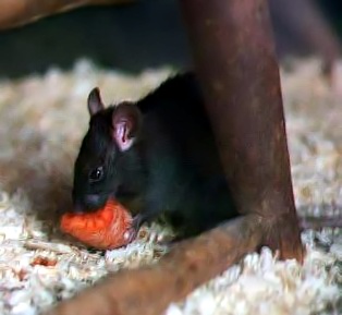 The average litter size of a Black rat is 5