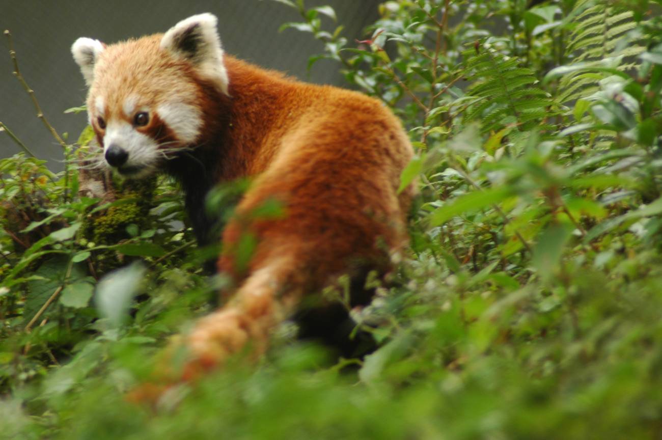 File Red Panda Sikkim Jpg Wikimedia Commons