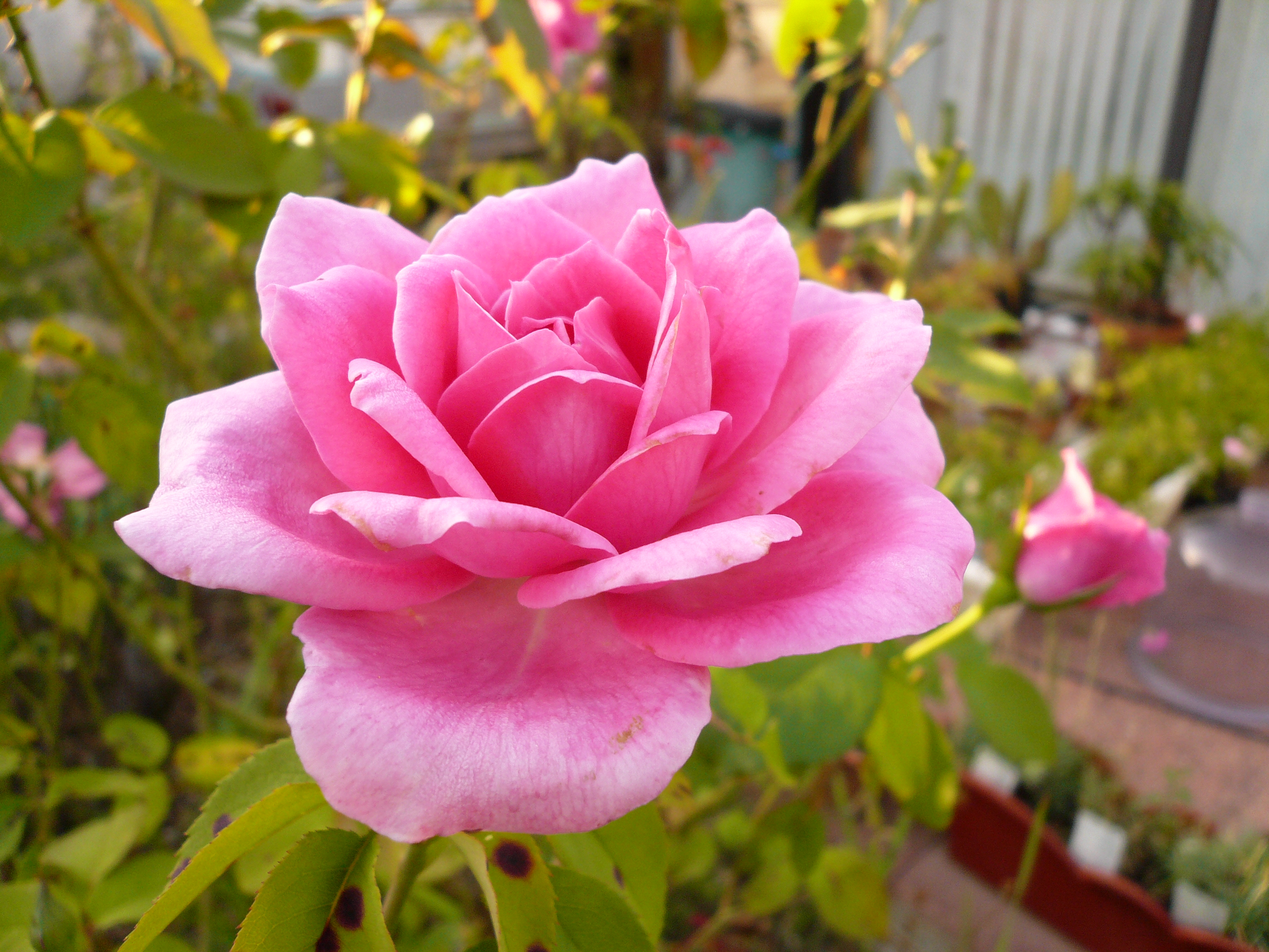 File:Rose rose.jpg - Wikimedia Commons