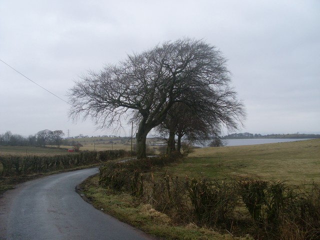 File:Row of trees by Balgraystone Road - geograph.org.uk - 1777317.jpg
