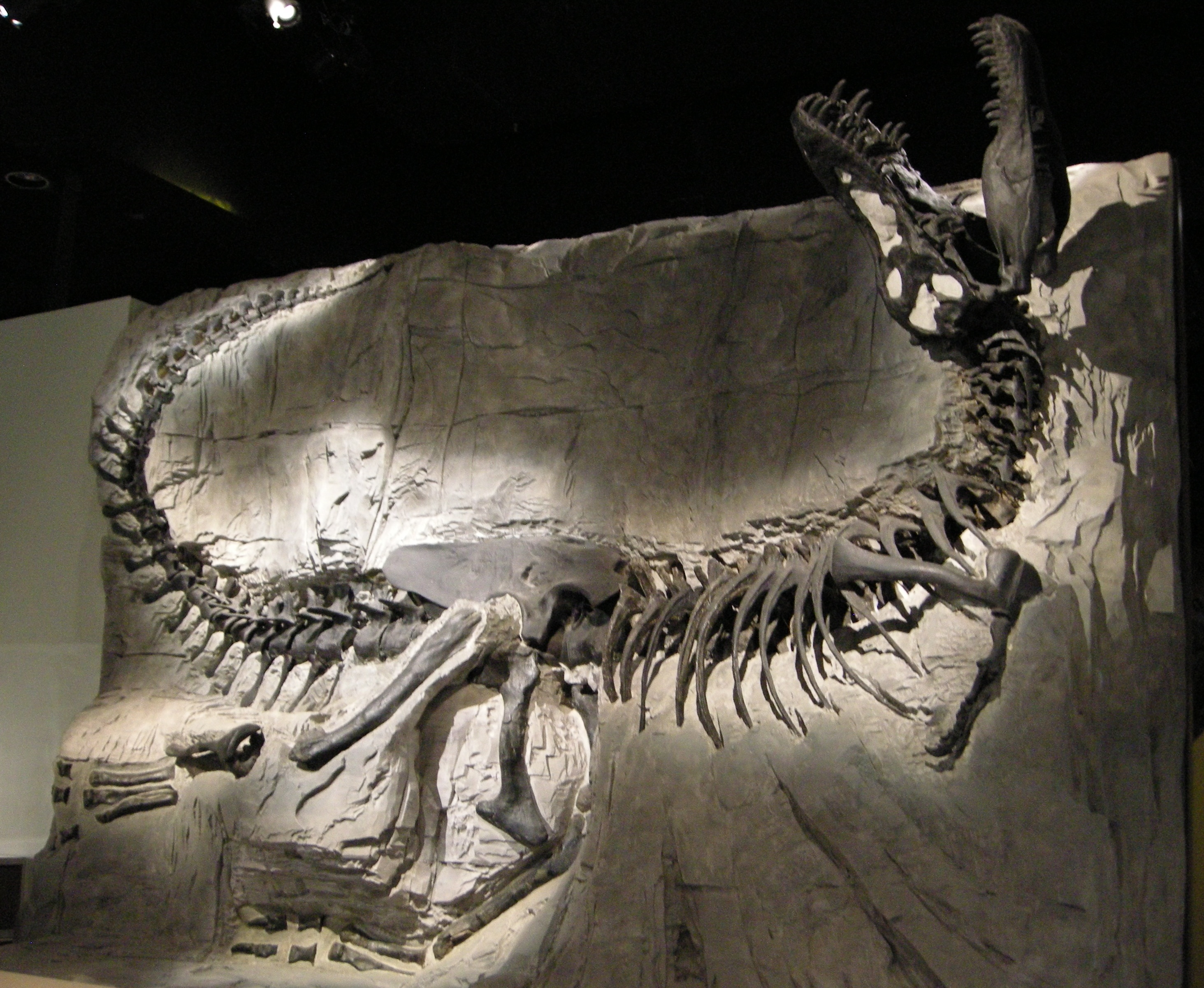 File:Royal Tyrrell Black Beauty.jpg - Wikipedia