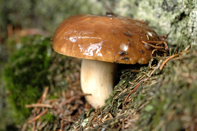 File:Russula.mustelina3.-.lindsey.jpg