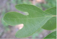 Hoja sasafrás de tres lóbulos