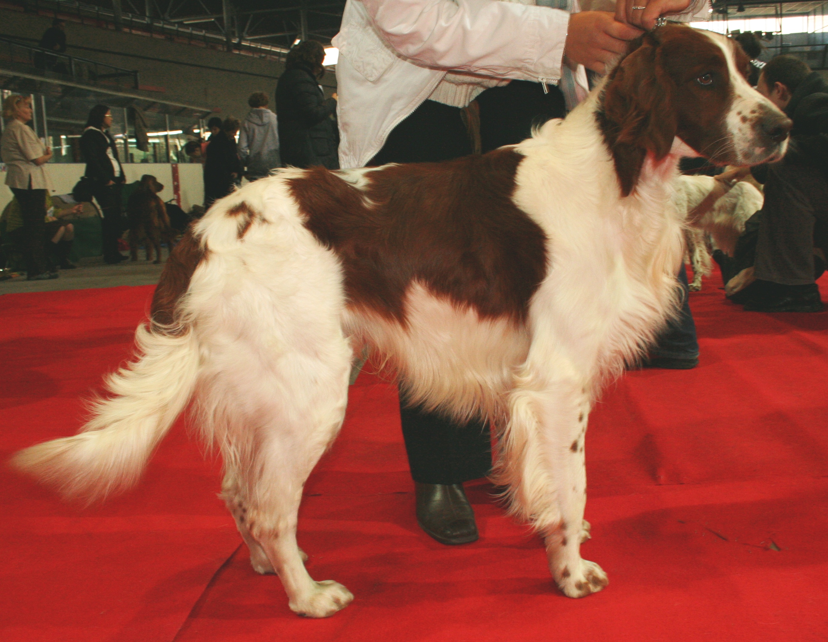 Irish Dog Breeds