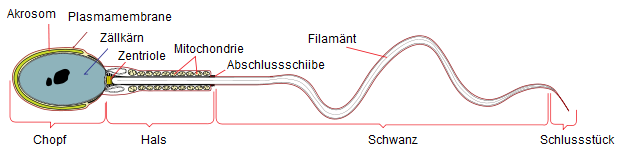 Spermium: Bildig und Ufbau, Litratuur, Weblingg