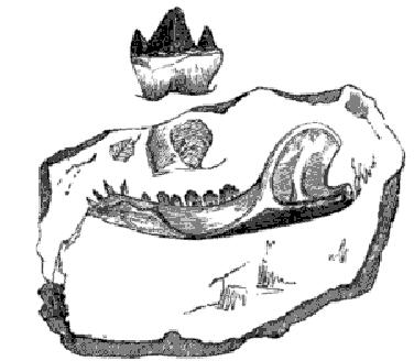Illustration of the fossil jaw of the Stonesfield mammal from Gideon Mantell's 1848  Wonders of Geology