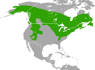 Tamiasciurus hudsonicus range map