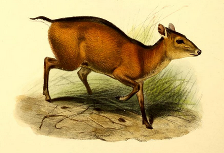 An illustration of the bay duiker from The Book of Antelopes (1894) by Philip Sclater
