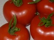 Tomato Cultivar Alicante.jpg