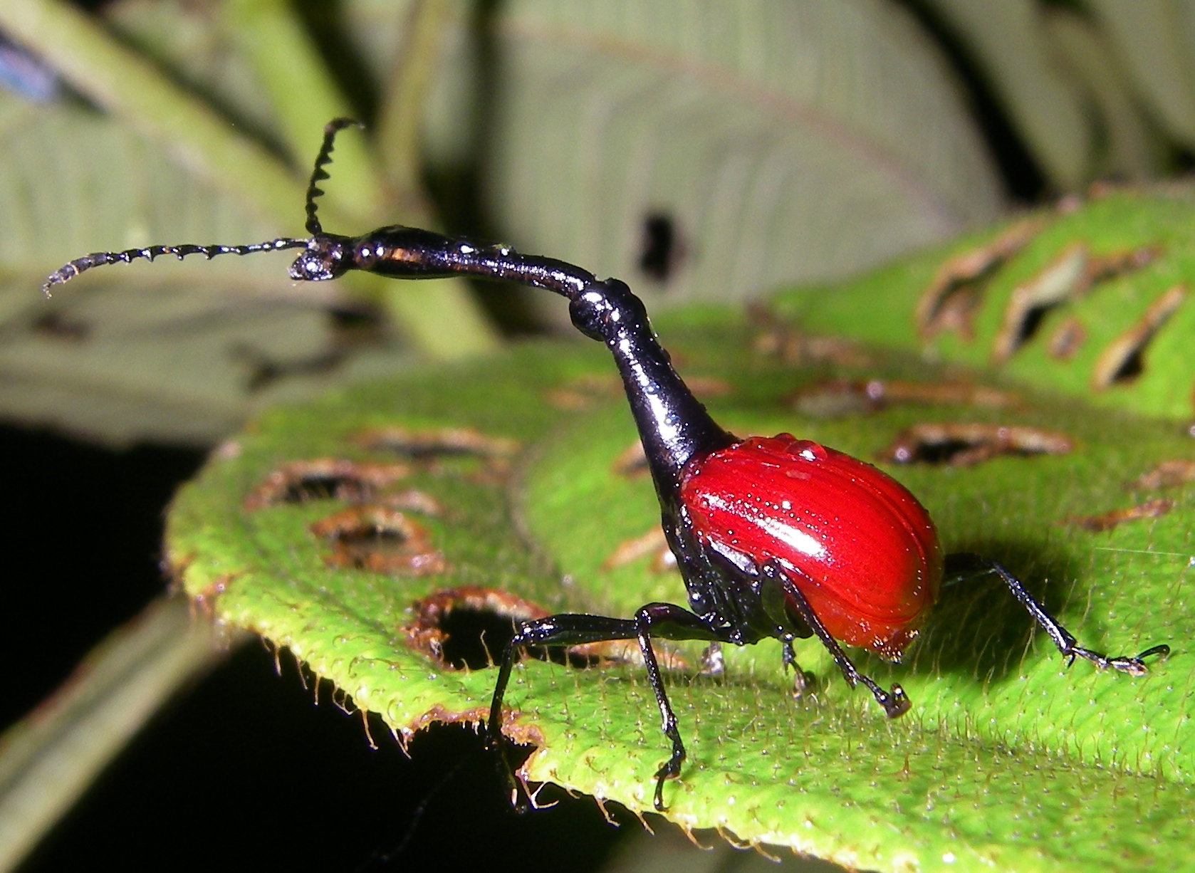 Жук Trachelophorus Giraffa