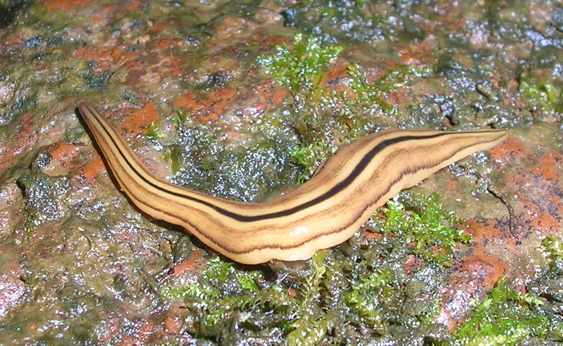 platyhelminthes habitat natural