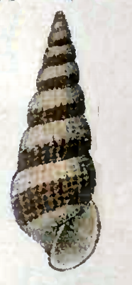 Turbonilla laminata 001.png