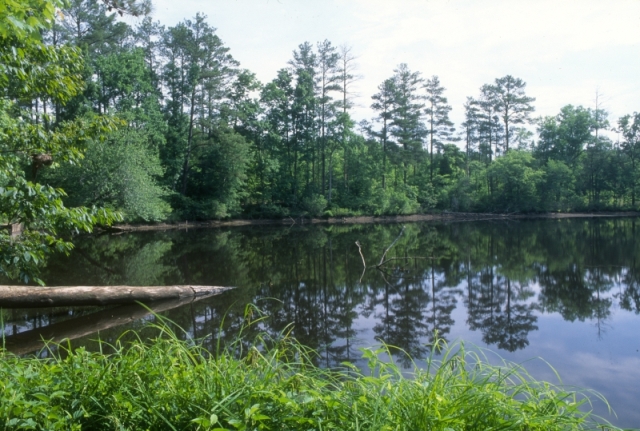 Photo of Uwharrie National Forest