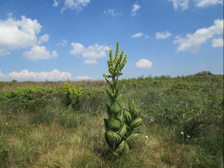 File:Vitosha 2015.jpg