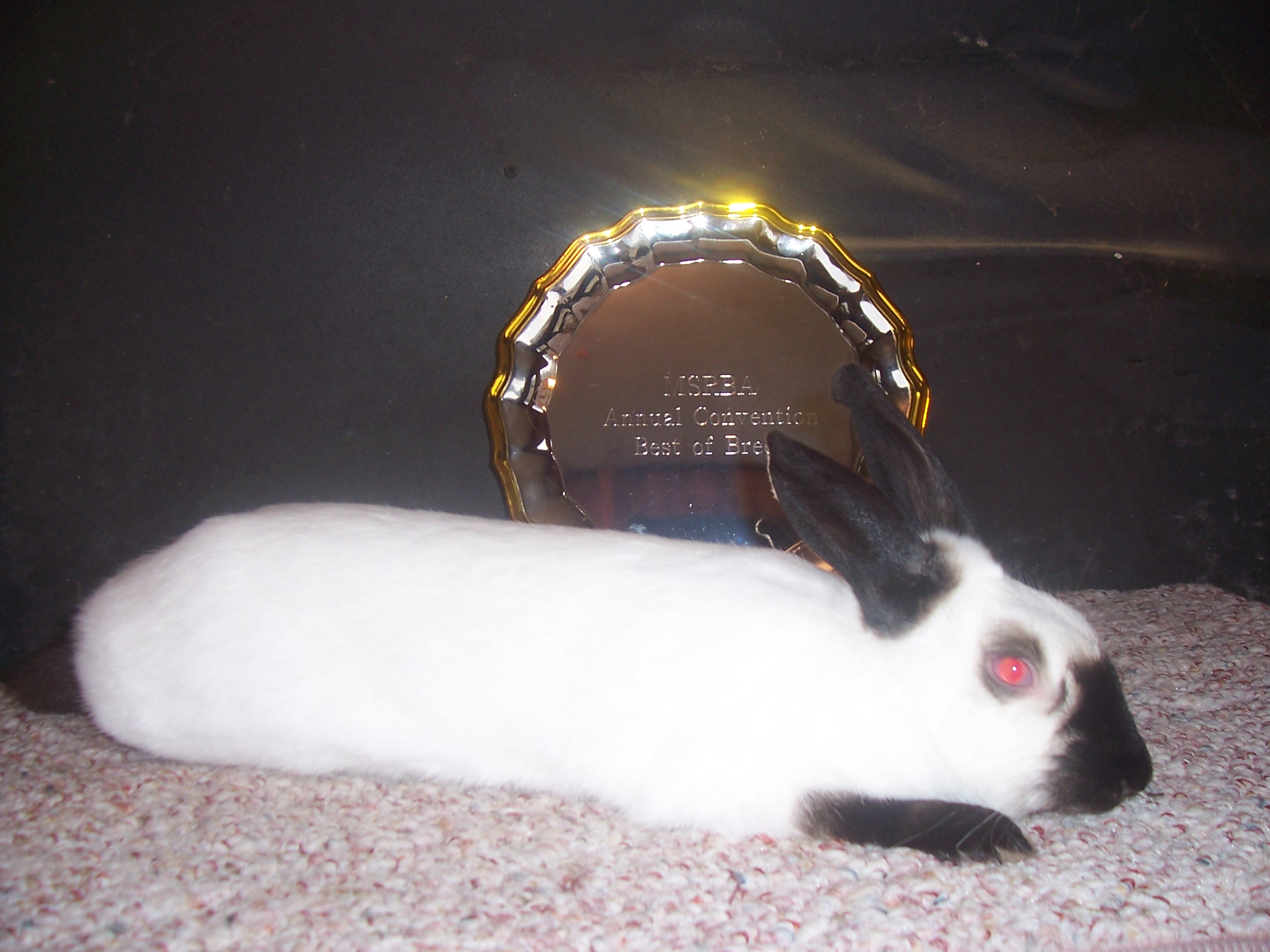 Himalayan netherland discount dwarf rabbit