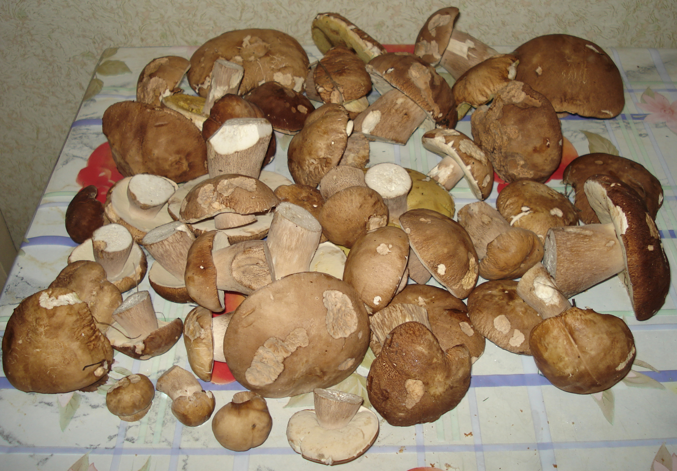 Условия выращивания белого гриба. Старый белый гриб. Домашние грибы. Домашняя грибница белых грибов. Белый гриб в домашних условиях.