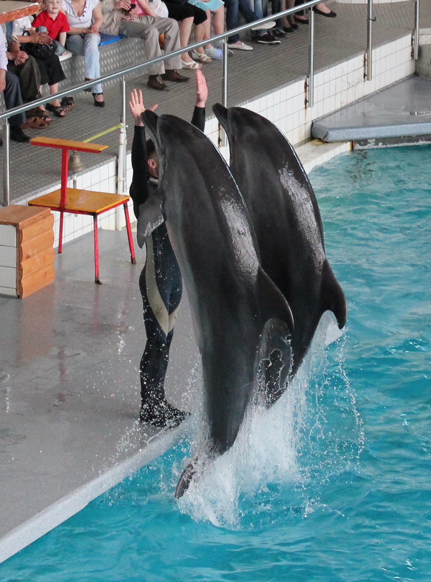 Дельфинарий набережные челны фото с дельфинами