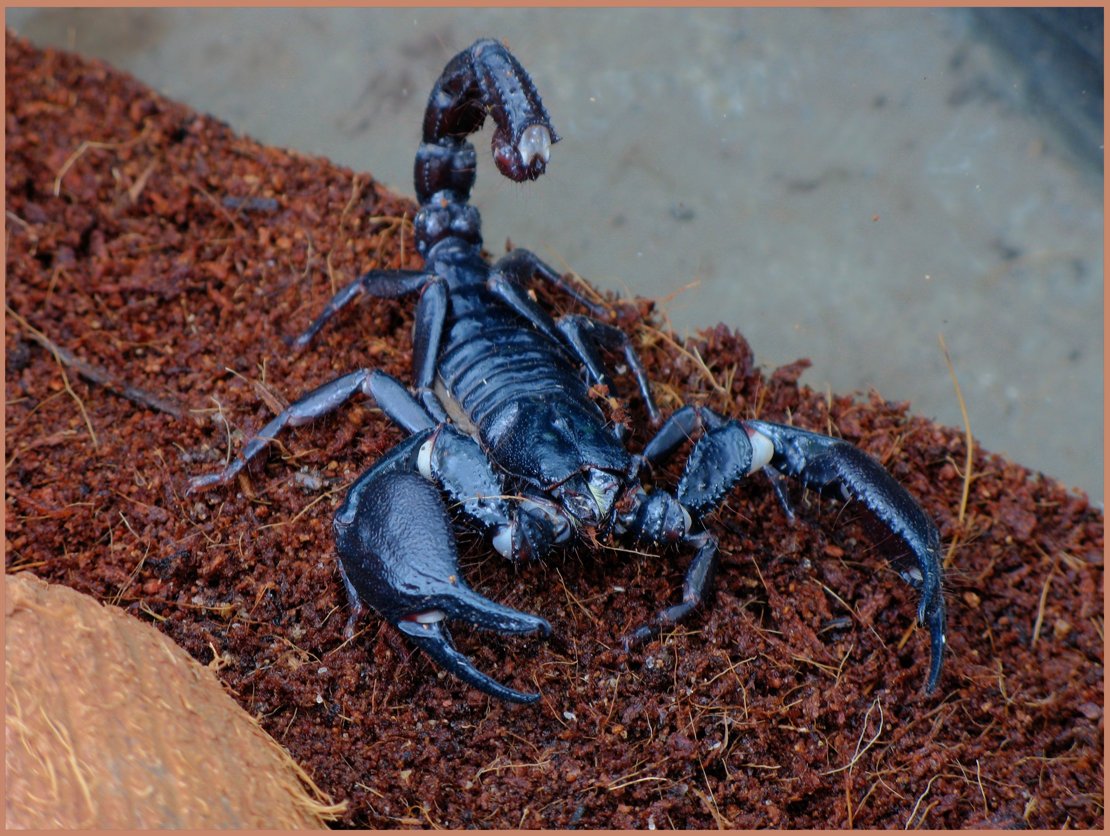 Скорпион самый. Heterometrus spinifer l1. Арахнид Скорпион. Parabuthus transvaalicus. Парабутус Трансвааликус Скорпион.