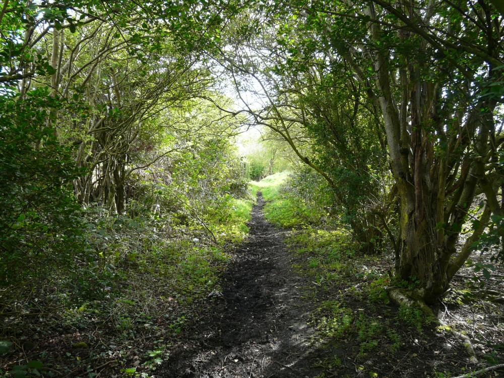 Through the trees