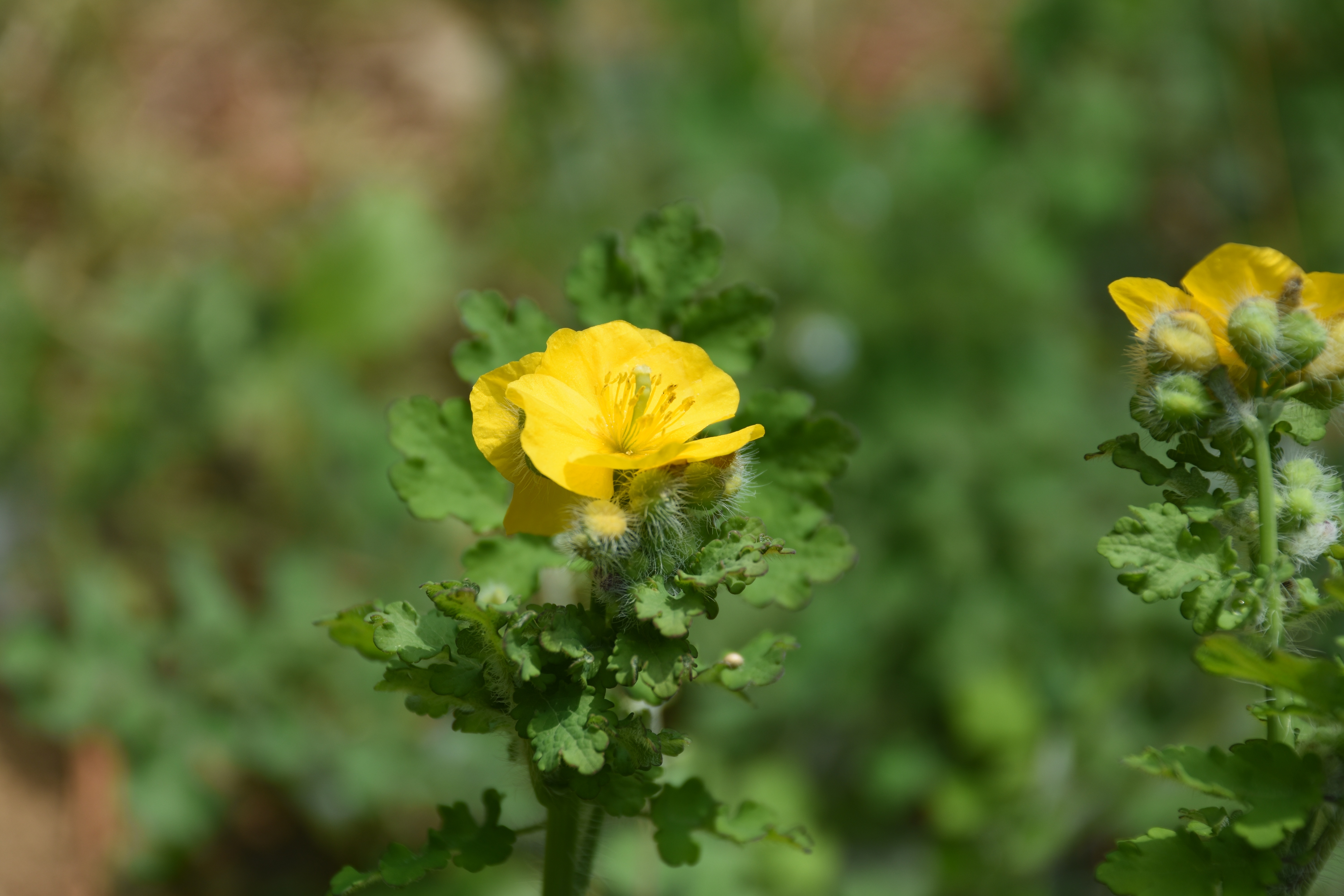 File Amur Adonis Jpg Wikimedia Commons