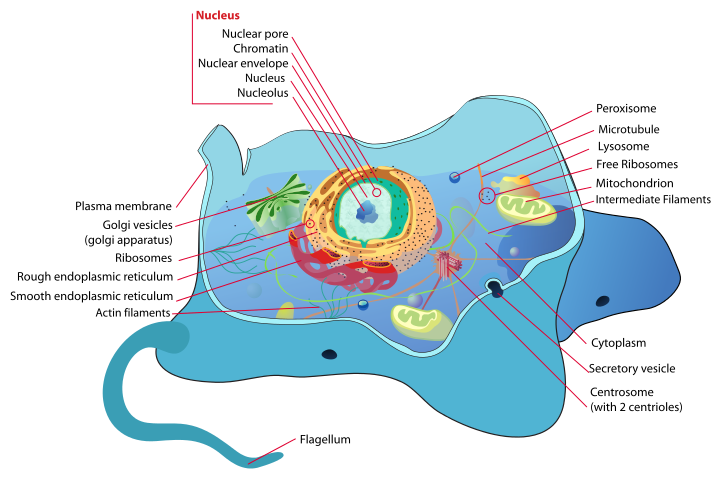 File:Animal Cell Structure.png