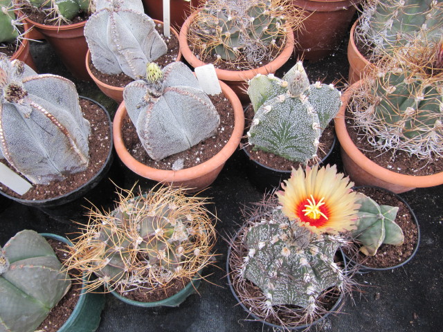 File:Astrophytum species (3644571669).jpg