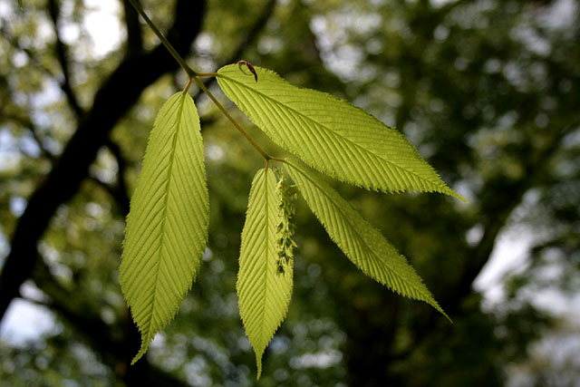 File:Backlit leaves - geograph.org.uk - 2369617.jpg