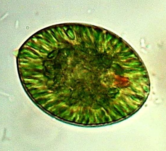 File:Bancsó 2021 Fig 7-14 Euglena oblonga cropped.jpg