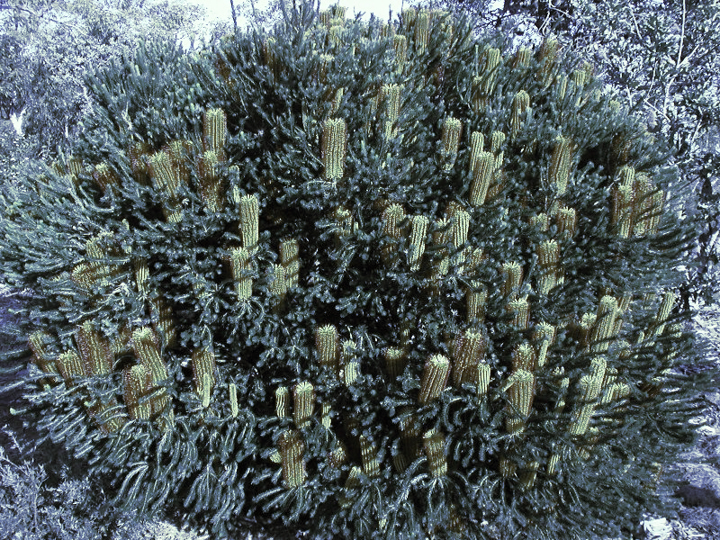 File:Banksia ericifolia dichromatic.jpg