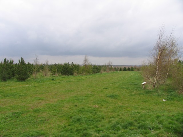 File:Battram Wood - geograph.org.uk - 158847.jpg