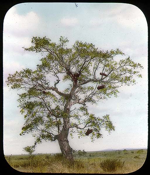 File:Bee hives in tree.jpg