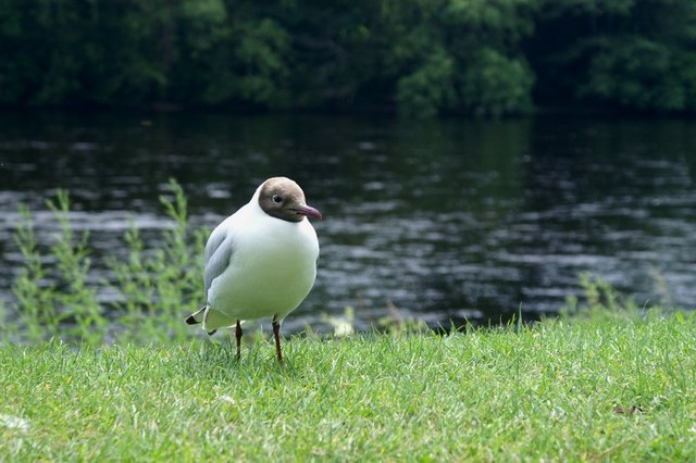 File:Black-headed Gull (Chroicocephalus ridibundus) - geograph.org.uk - 896135.jpg