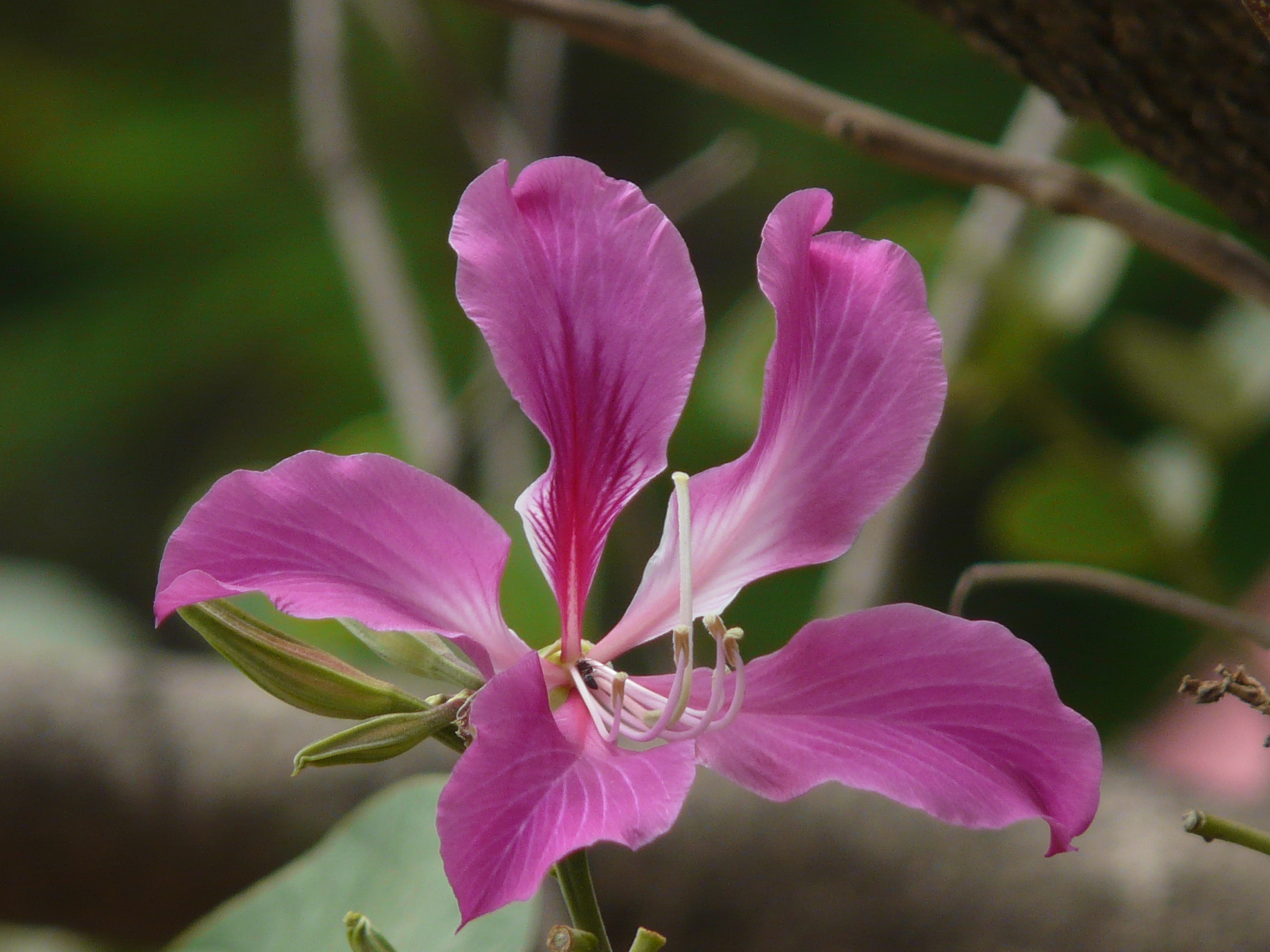 Баухиния. Баухиния орхидейное дерево. Баухиния пестрая. Баухиния пестрая орхидейное дерево. Баухиния пурпурная орхидейное дерево.