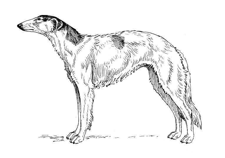 File:Borzoi (PSF).jpg