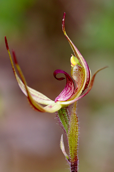 File:Caladenia leptochila - Flickr. 003 (cropped).jpg