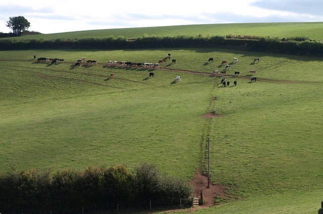 File:Cattle, Pyncombe Farm - geograph.org.uk - 1520930.jpg