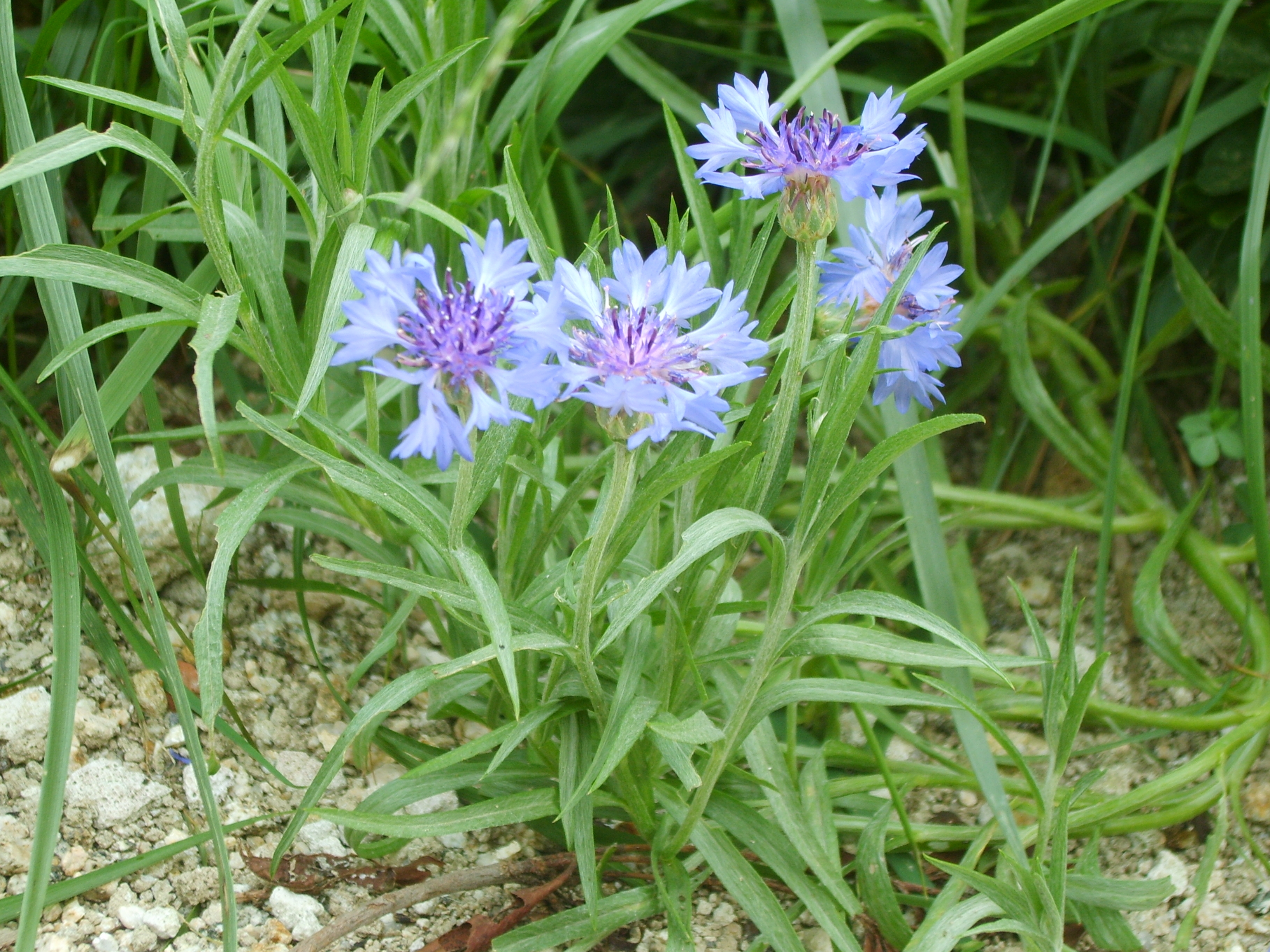 Василек рассада выращивание. Василек синий Centaurea cyanus l.. Василёк синий (centaureacyanus). Василек синий семена. Цветы Василек однолетки.