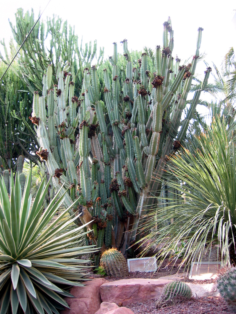 Cereus repandus Wikipedia