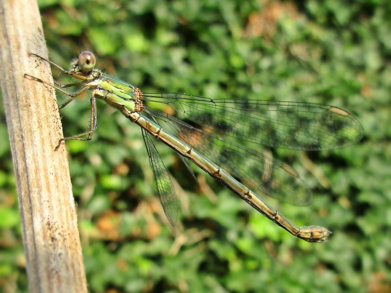 lestidae spreadwing