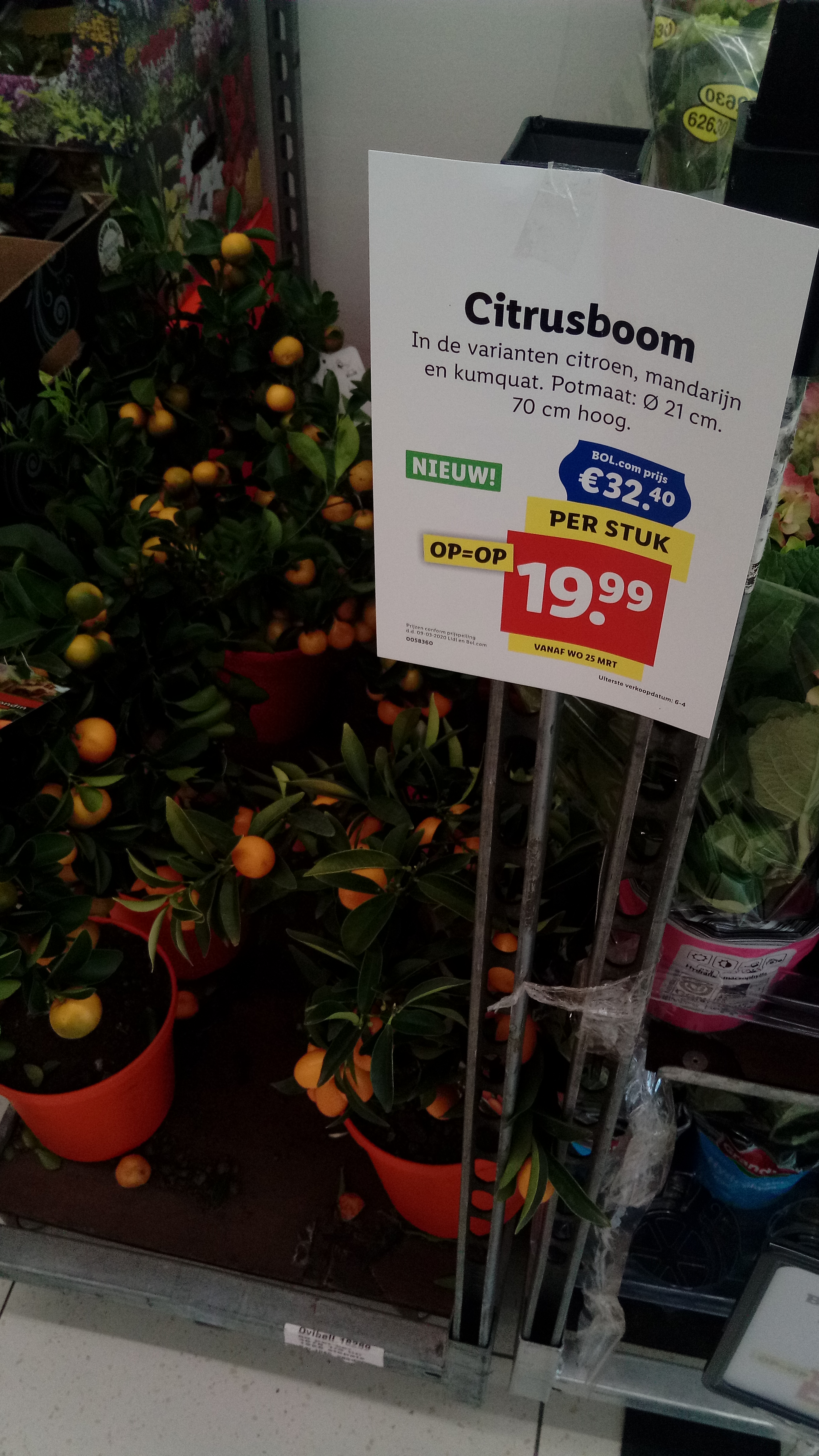 oneerlijk roestvrij Inspecteren File:Citrusboom, Lidl Winschoten (2020).jpg - Wikimedia Commons