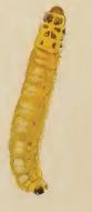 Larva Coleophora solitariella larva.JPG