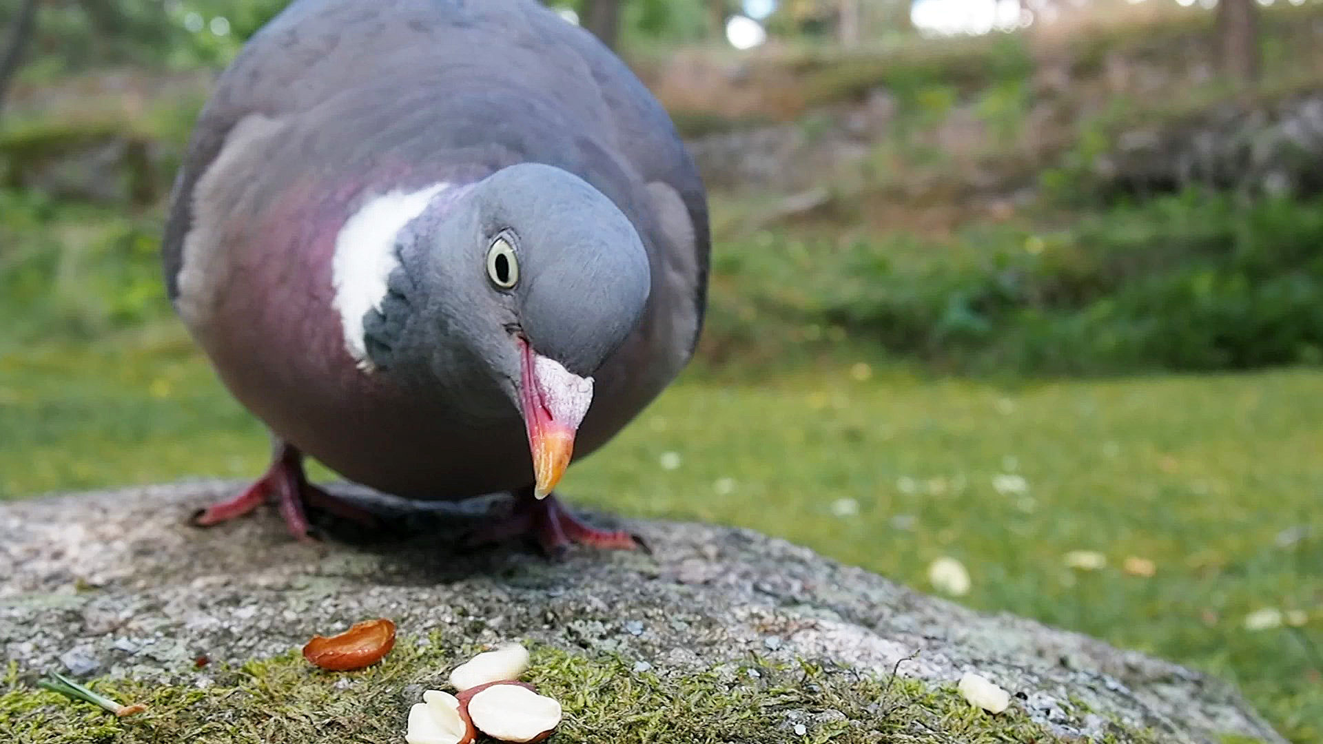 File:Columba palumbus  - Wikimedia Commons