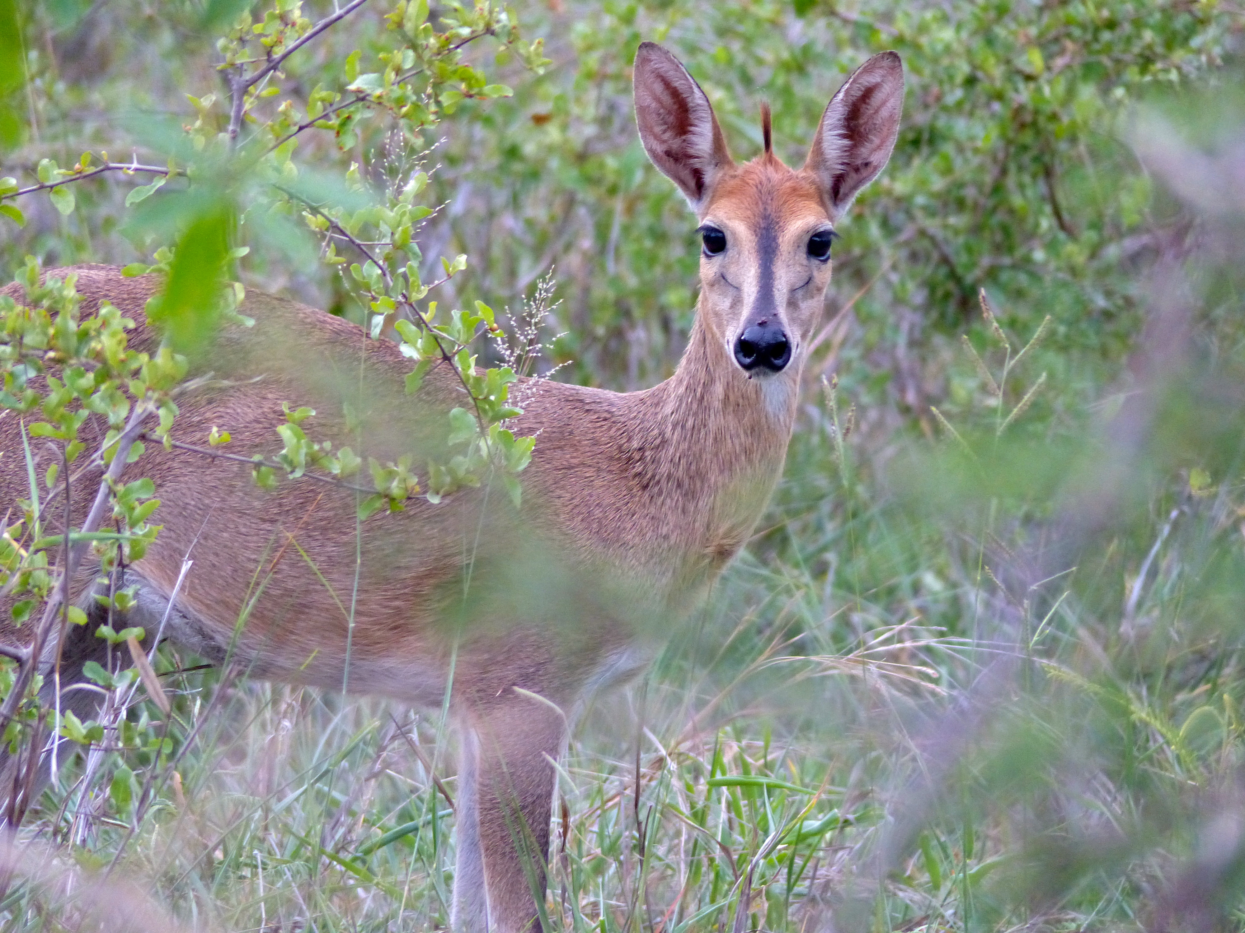 Red-flanked Duiker - Encyclopedia of Life