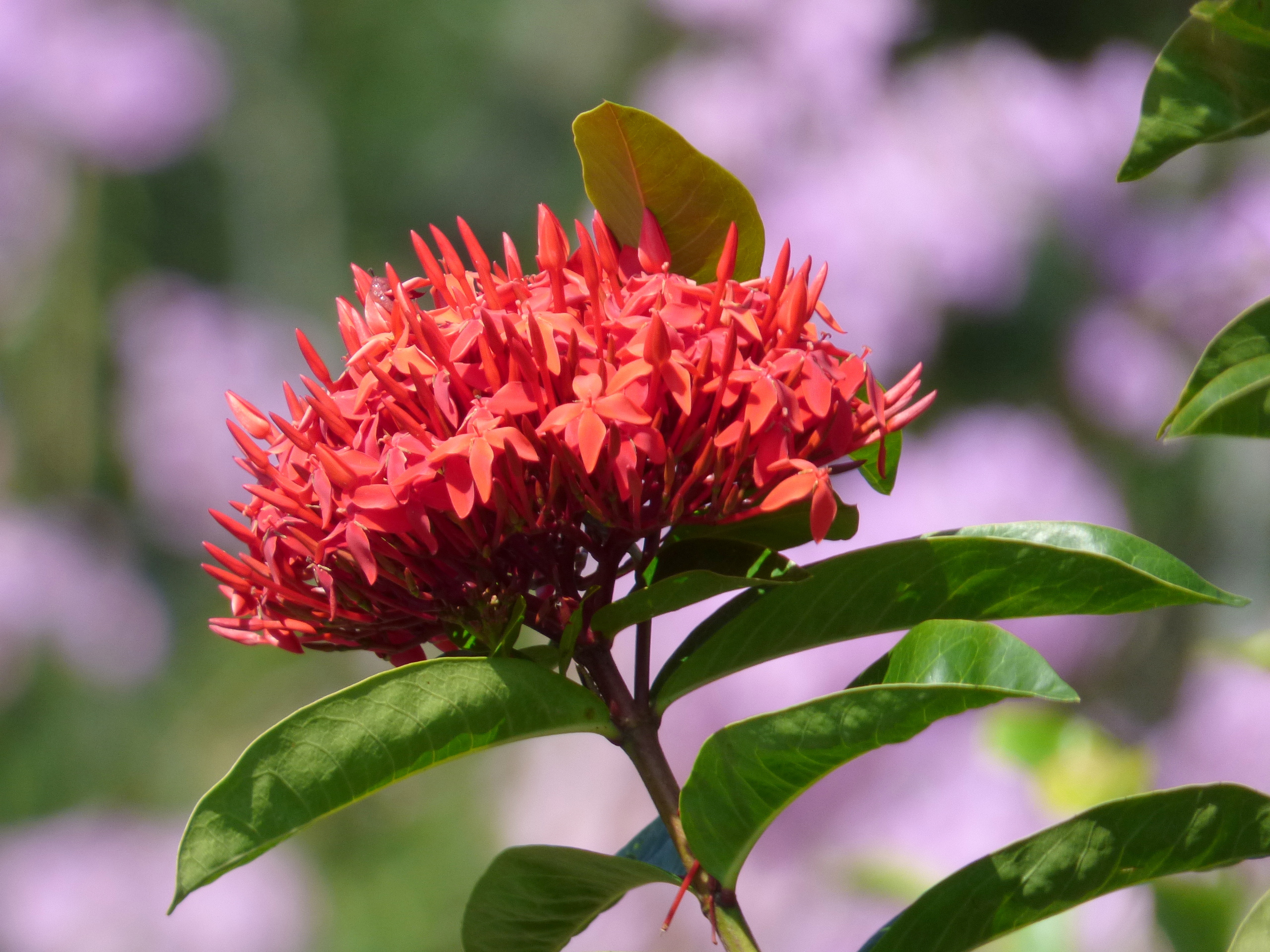 Rubiaceae Ixoroideae Ixora