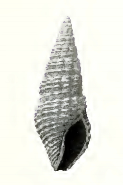 <i>Crassispira epicasta</i> Species of gastropod